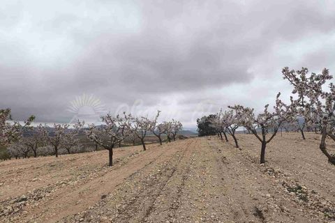 Helårsgrund i Yecla, Murcia, Yecla - € 45.000 | Ref: SF0565 - foto 4